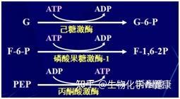 糖解途徑口訣|糖酵解要点及口诀